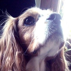 Meet your Posher's dog